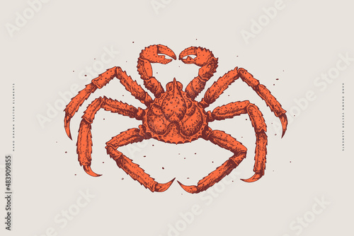 Kamchatka crab. Hand drawn colored seafood illustration. Great for a menu of fish restaurants, for packaging in markets and in stores. Vector vintage illustration.