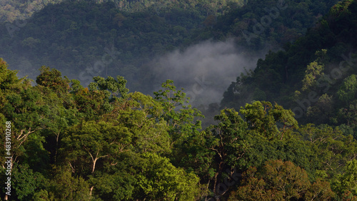 tropical evergreen forest landscape