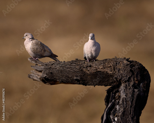 A lovely pair of Eurasian Collared Doves during its migratory phase during winters basking in the sun near Pune, India