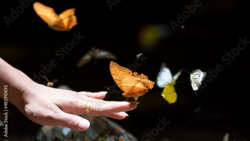 hand holding a butterfly in the nature,nature conection concept.