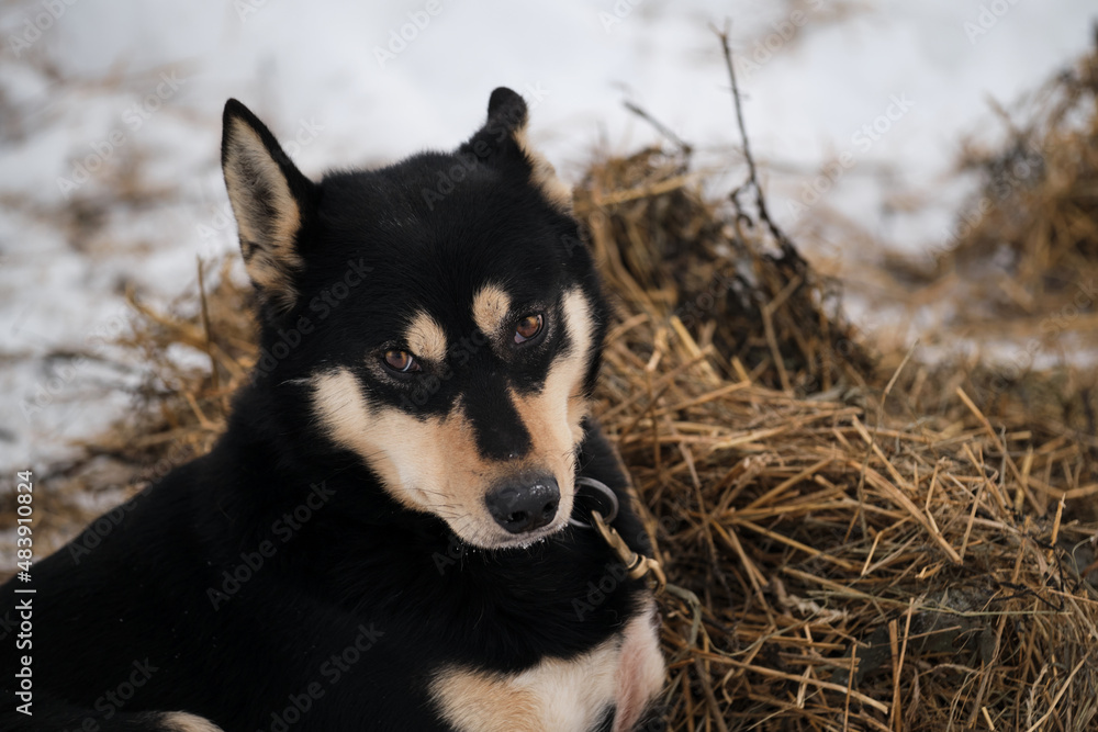Black dog with red tan on its muzzle and paws lies in snow in winter and prepares for start of race. The northern sled dog breed is Alaskan Husky strong energetic and hardy.