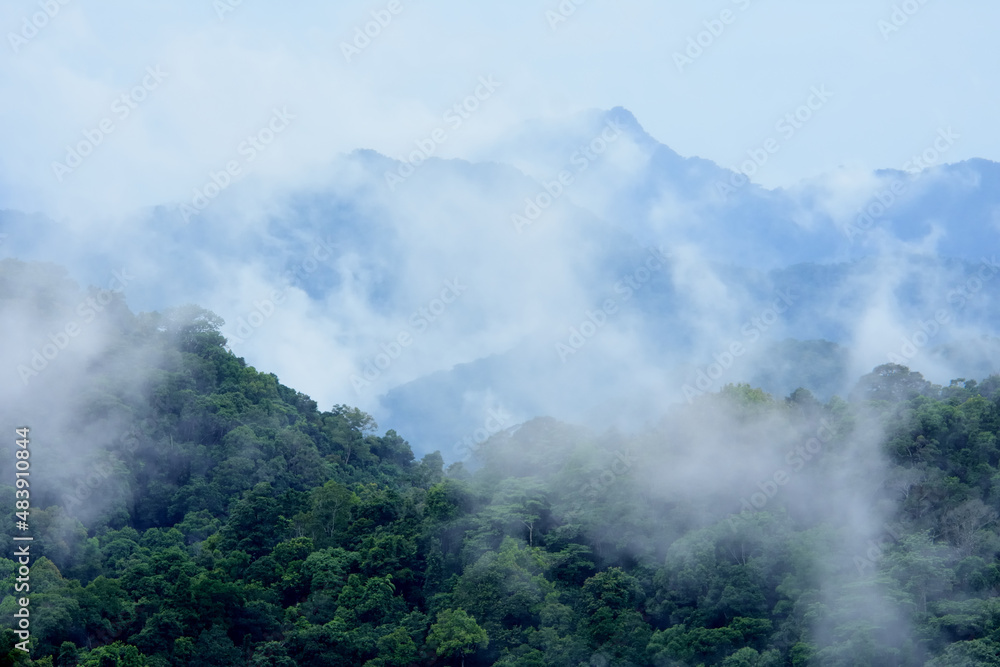 tropical forest landscape in the mist,evergreen canopy bird eye view concept.