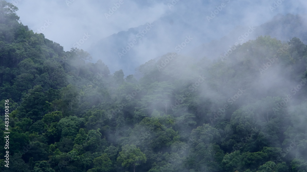 tropical forest landscape in the mist ,peak hill evergreen mountain in Thailand.