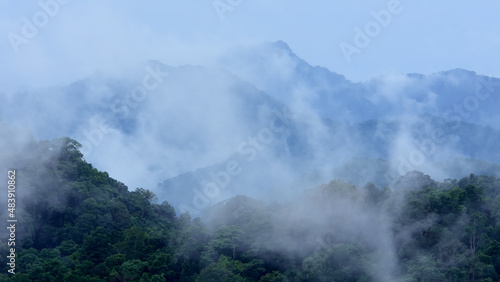 tropical forest landscape in the mist.climate change concept.