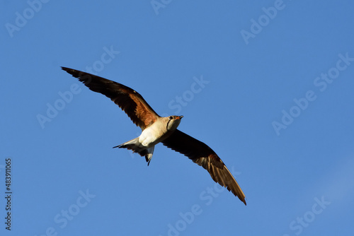 bird flying on the sky freedom concept