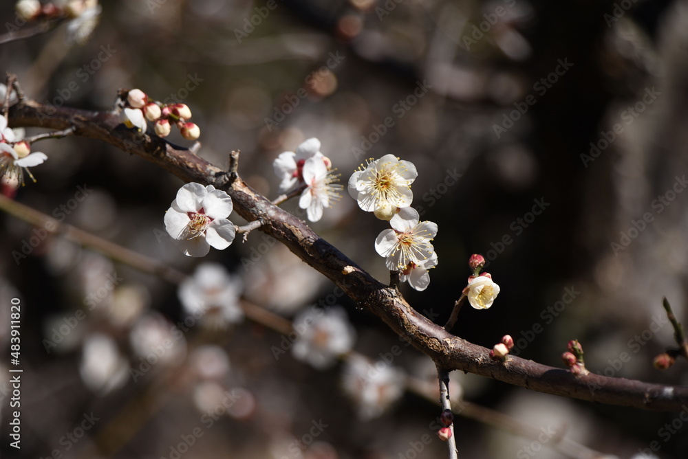 Japanese plum blossoms. Ume is a deciduous tree of the Rosaceae family that blooms five petal flowers prior to the leaves from January to March. Japanese plum blossoms. Ume is a deciduous tree of the Rosaceae family that blooms five petal flowers prior to the leaves from January to March.