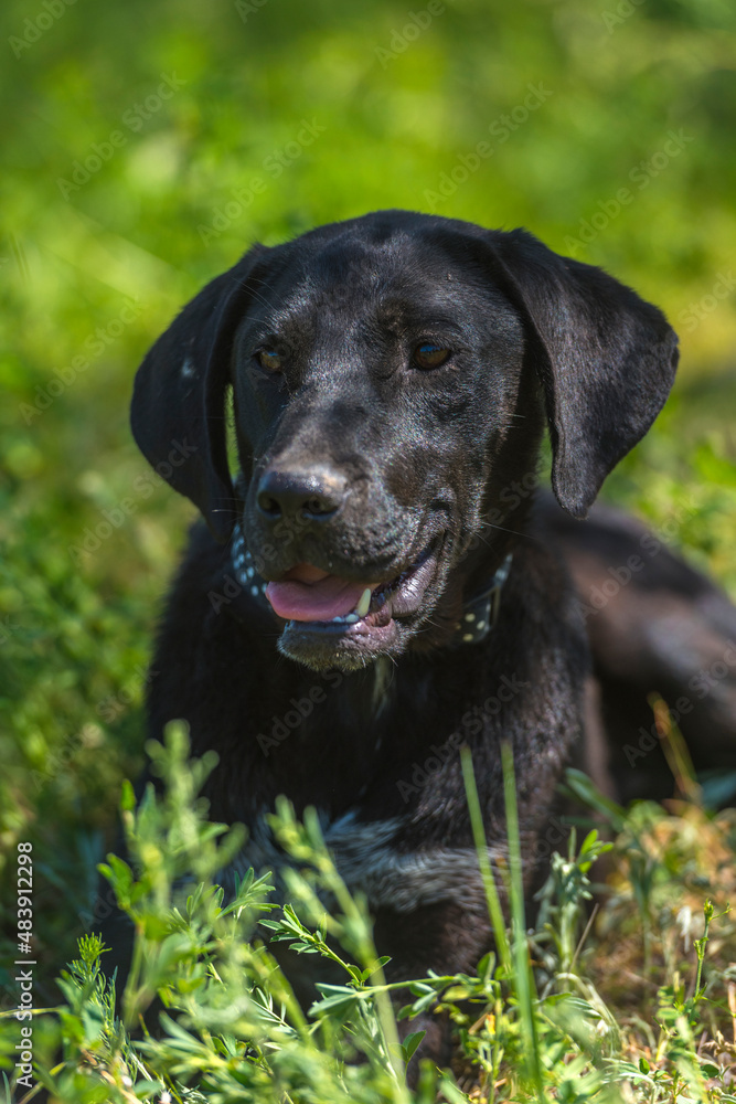 black dog with hanging ears, mongrel black dog with hanging ears, mongrel