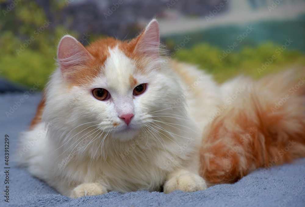 red and white fluffy longhair cat