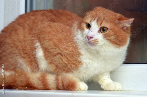 red and white cute cat with a frightened look photo