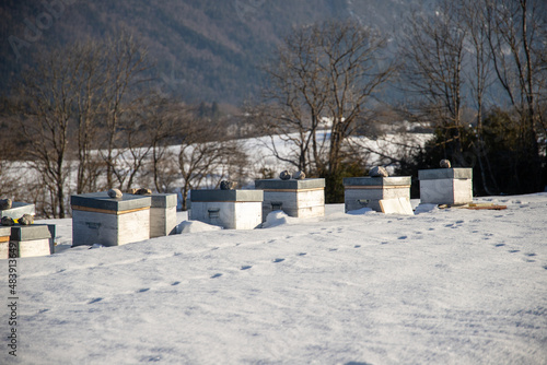 Ruche d'abeilles dans un champ enneigé 