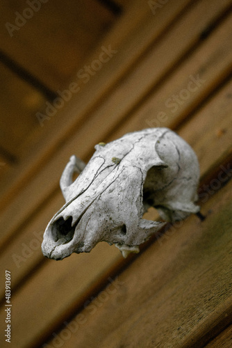 Deer skull © Filip