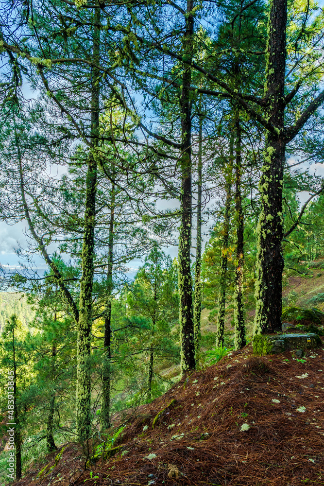 landscapes of the canary islands island of gran canaria telde area with beautiful
pine forests autochthonous vegetation with protected
endemisms in a protected area with cold winter weather landscapes of the canary islands island of gran canaria telde area with beautiful
pine forests autochthonous vegetation with protected
endemisms in a protected area with cold winter weather