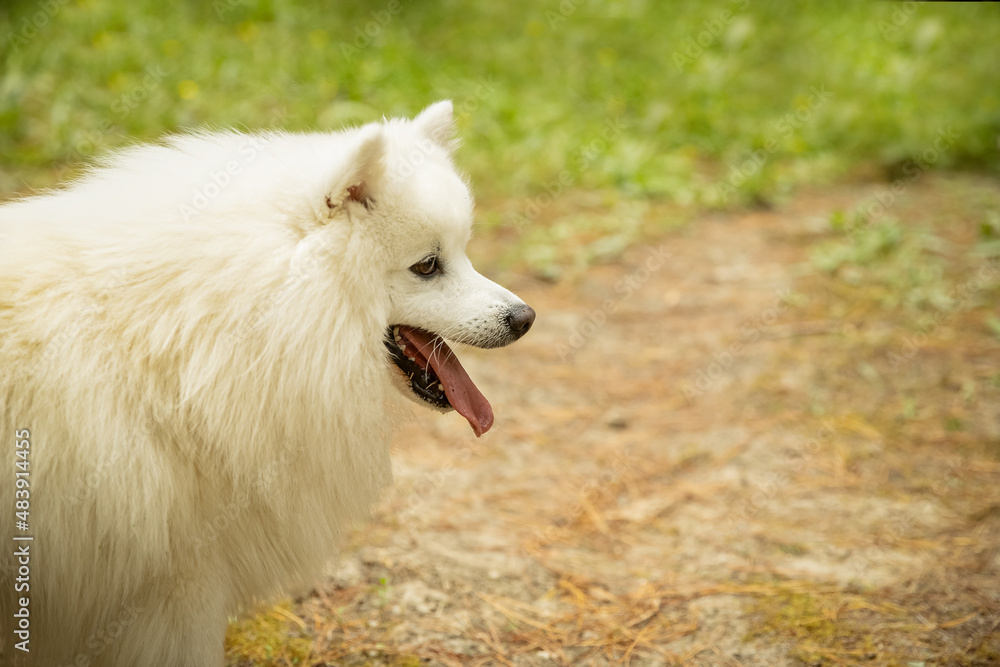 cute fluffy japanese spitz puppy dog on natural background in a forest or park cute fluffy japanese spitz puppy dog on natural background in a forest or park