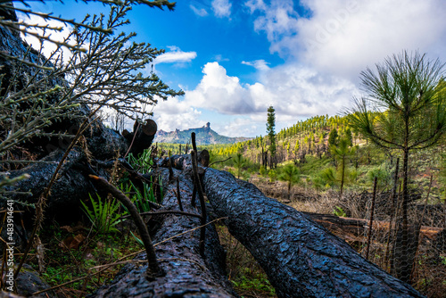 portrait of the roque nublo, sacred rock of gran canaria
 of the ancients of the canary islands with beautiful
 autochthonous pine forest vegetation and beautiful morning lights
