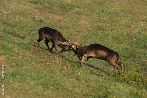 Wild deer (Dama dama) fighting in summer, in their natural habitat.