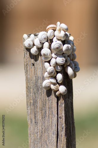 Escargots blancs Theba pisana sur un poteau en bois dans un jardin provençale photo