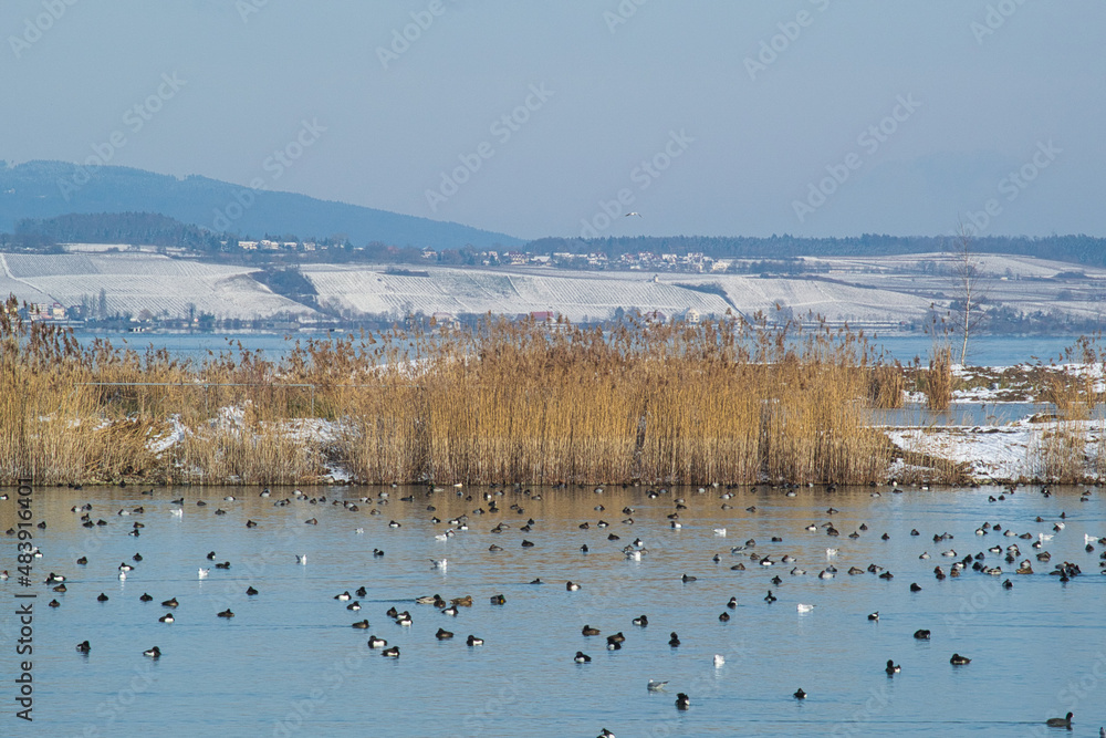 Naklejka premium Winter am Bodenseeufer