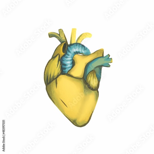 Illustration of a real heart in a yellow-blue color scheme