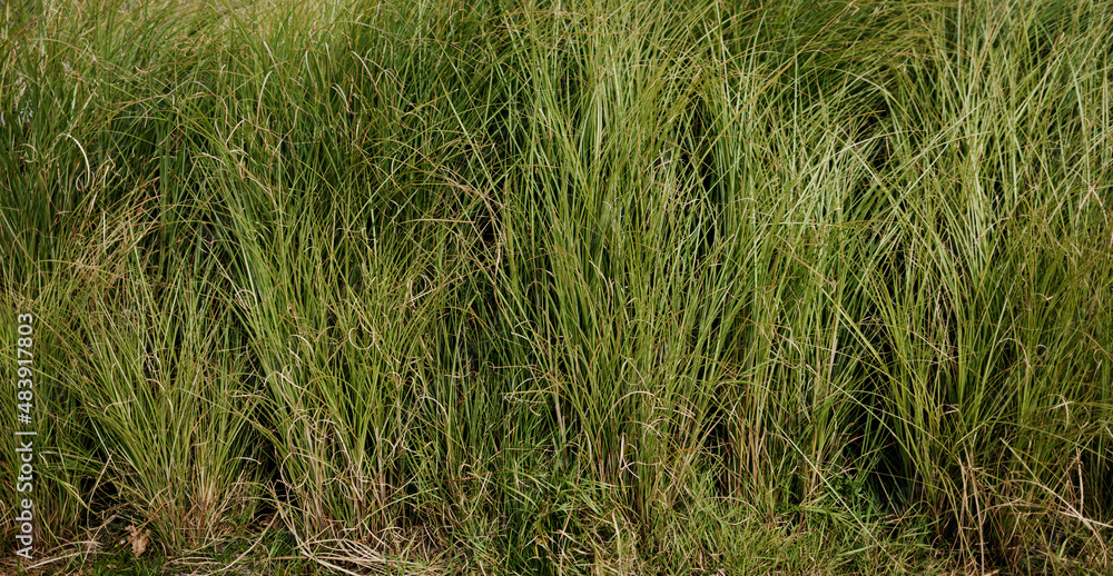 lush tall grass lush tall grass