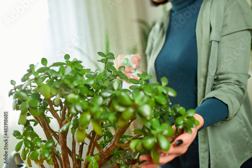 Woman gardener spraying Crassula at home, taking care of home plants