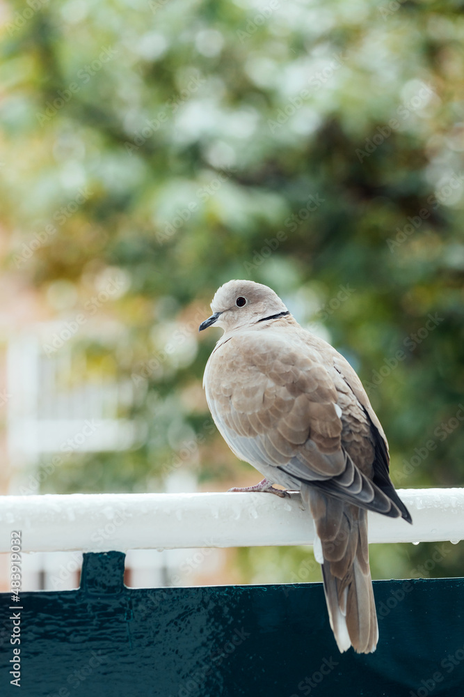 Fototapeta premium Eurasian collared dove sitting on railings. Streptopelia decaocto.