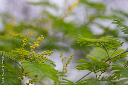 Flowers. Mimosa. Round little yellow buds and flowers on a branch, February photo