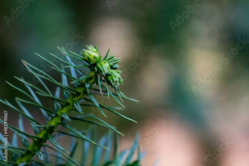 Young growing branches of Cossack juniper Juniperus sabina Selective focus. photo
