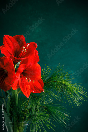 Red amaryllis on dark green blue background. Place for text.