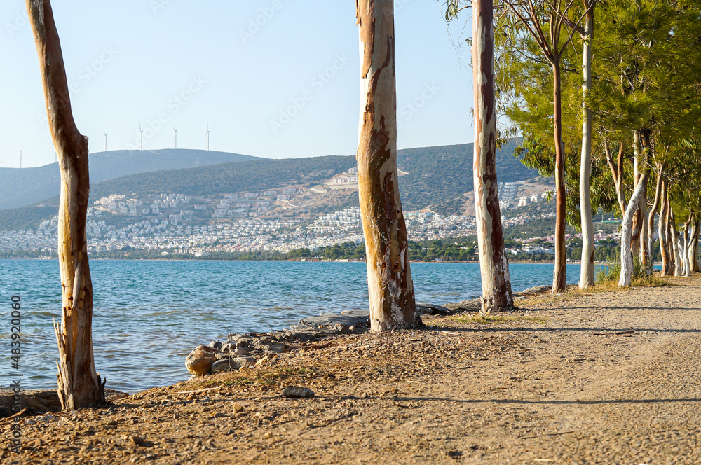 Coniferous trees on the seashore in Akbuk village in Turkey Coniferous trees on the seashore in Akbuk village in Turkey