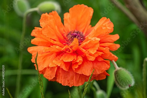 summer flowers in the garden