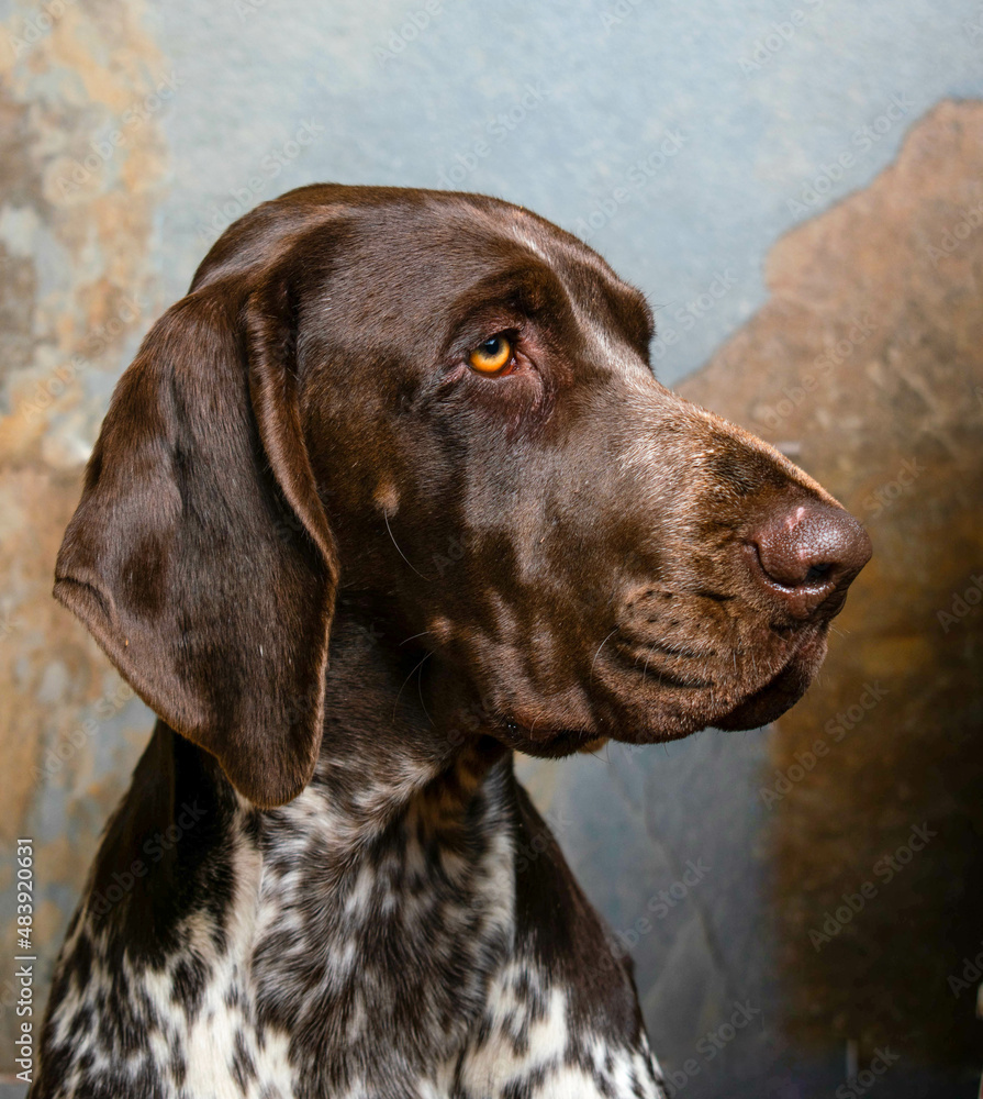 retrato de perro hembra de raza braco alemán , de color marrón y blanco , con fondo de textura gris y marrón retrato de perro hembra de raza braco alemán , de color marrón y blanco , con fondo de textura gris y marrón