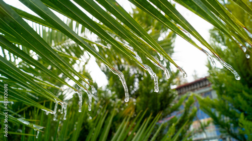 Fototapeta Naklejka Na Ścianę i Meble -  Palm leaf from which icicles hang down, blurred background