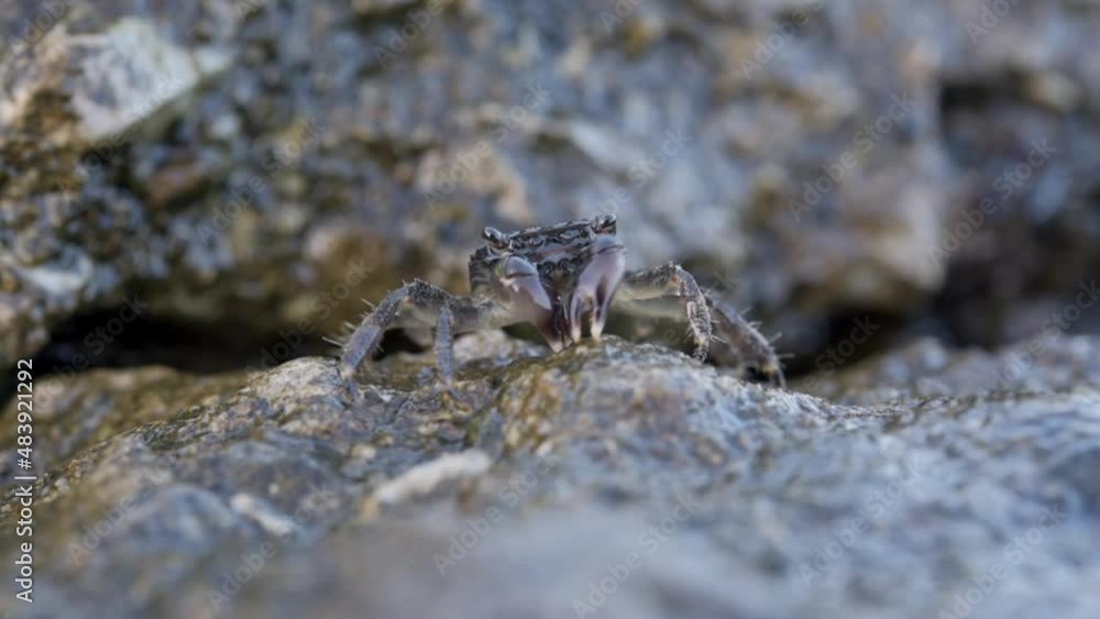 Brown crab on the rock beach eating seaweed with his claws and blowing bubbles Brown crab on the rock beach eating seaweed with his claws and blowing bubbles