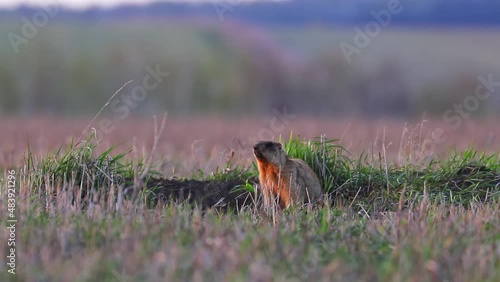 Groundhog at sunset crawled out of a hole and sits on a meadow in national park