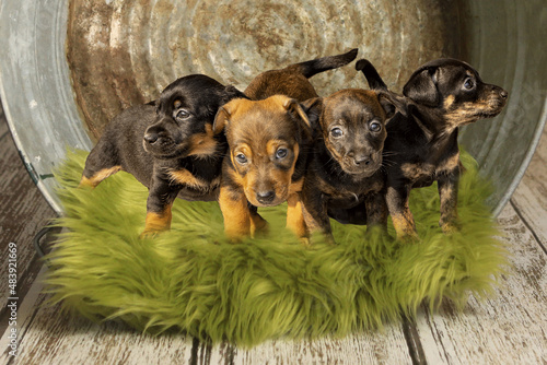 Brown and brindle Jack Russell puppies 6 weeks old on a green rug in an iron tub. wooden floor. Animal themes, Selective focus, Blur