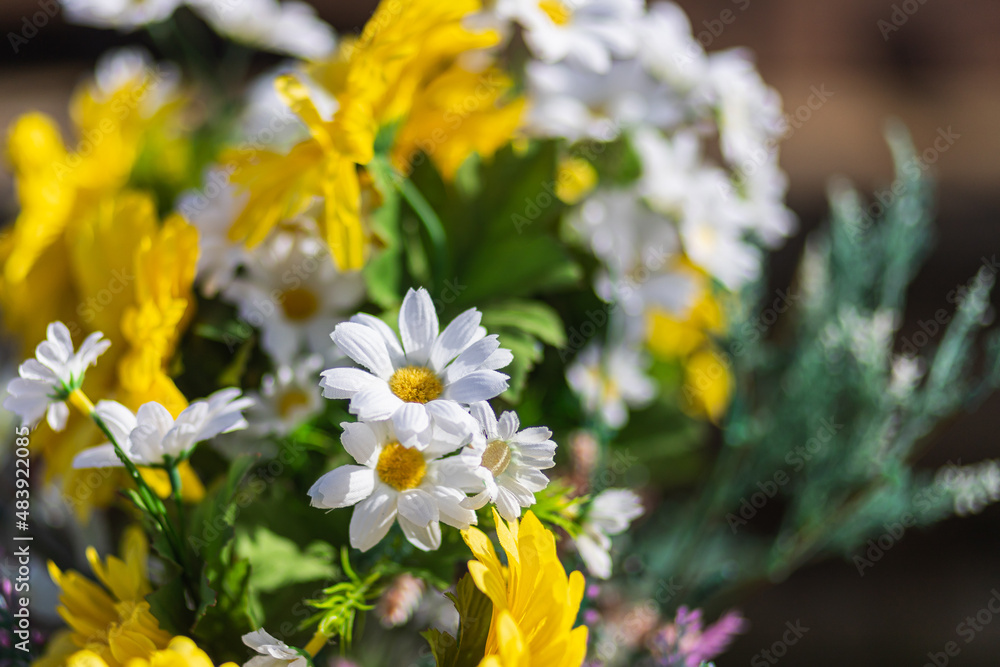 Fototapeta premium close-up of a chamomile with white and yellow petals, soft selective focus