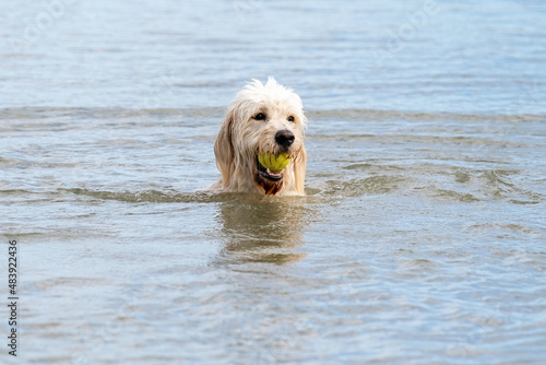 Labradoodle dog head in the water with a yellow ball in its mouth. Wet white curly dog, with white teeth and dark eyes © Dasya - Dasya