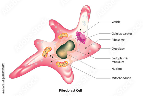 fibroblast cell structure ( maintain a structural framework for many tissues) photo