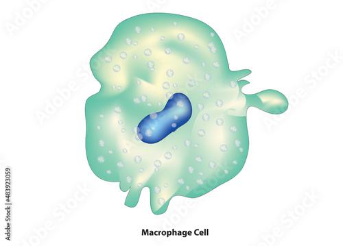 Macrophage cell structure (cytoplasm of a macrophage contains vacuoles and granules that are basophilic in nature)