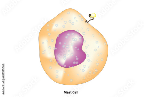 Mast Cell Structure (resident cell of connective tissue that contains many granules rich in histamine and heparin) photo