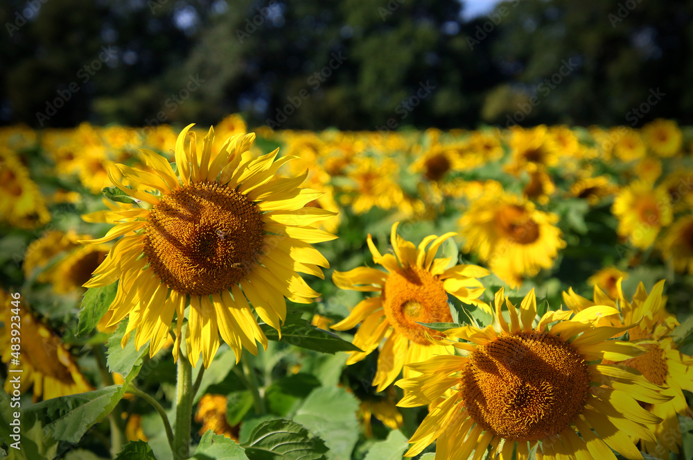 Fototapeta premium close up of sunflowers in a sunflower field with blurred woodland in the background