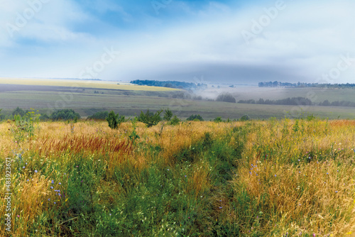 Organically cultivated kidney bean seedlings in a field, depicting kidney bean growing.