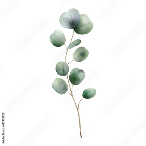 Eucalyptus green branch