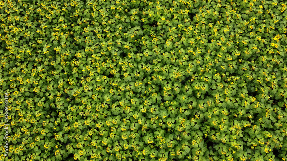 Overhead view of sunflowers in field