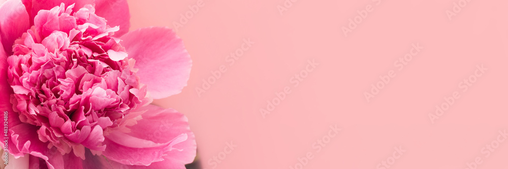 Pink peony on pink background with copy space, header. Floral wide panoramic web banner design Pink peony on pink background with copy space, header. Floral wide panoramic web banner design