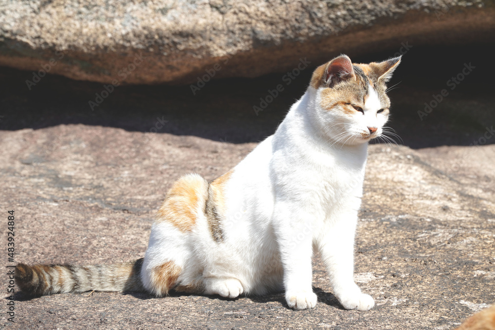 Obraz premium cat on the rocks