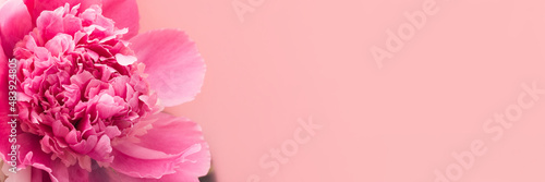 Pink peony on pink background with copy space, header. Floral wide panoramic web banner design