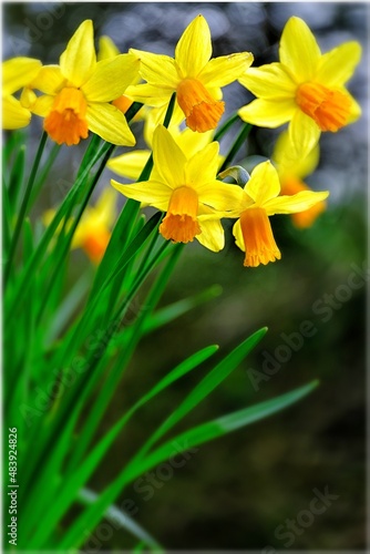 yellow daffodil flowers