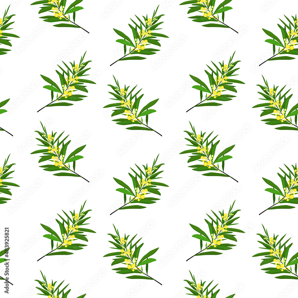 Fototapeta premium spring vector pattern with mimosa twigs on a white background