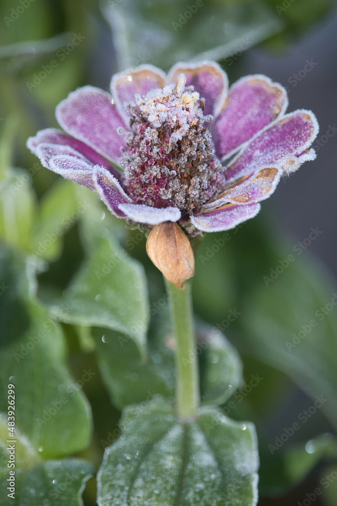 Purple flower covered in frost in a home garden on a cold fall day in Germany. Purple flower covered in frost in a home garden on a cold fall day in Germany.